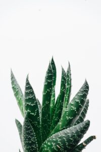 Aloe Vera Plant